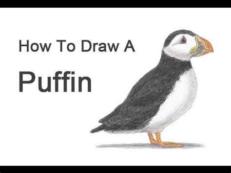 How to Draw a Puffin - YouTube