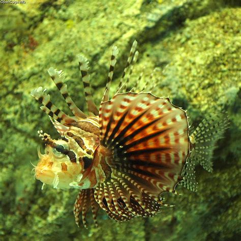 The Zebra Turkeyfish, a carnivorous ray-finned fish