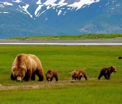 Alaska Bear Viewing Tours to Lake Clark National Park, Bear Watching by Boat