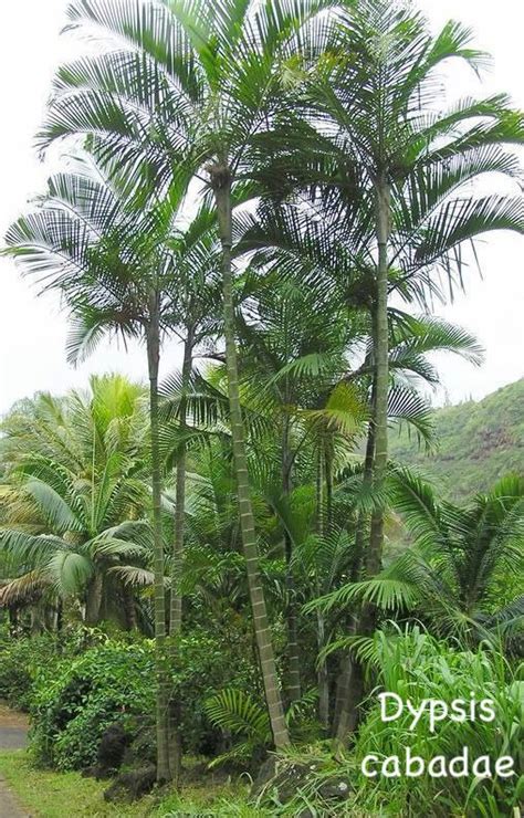 ~CABADA PALM~ Tree Dypsis cabadae Multi-Bamboo Trunks LIVE SPECIMEN PALM in POT | eBay