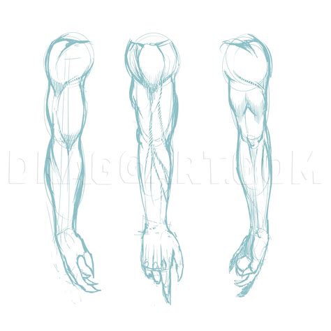 How to Draw Muscles: A Step-by-Step Guide