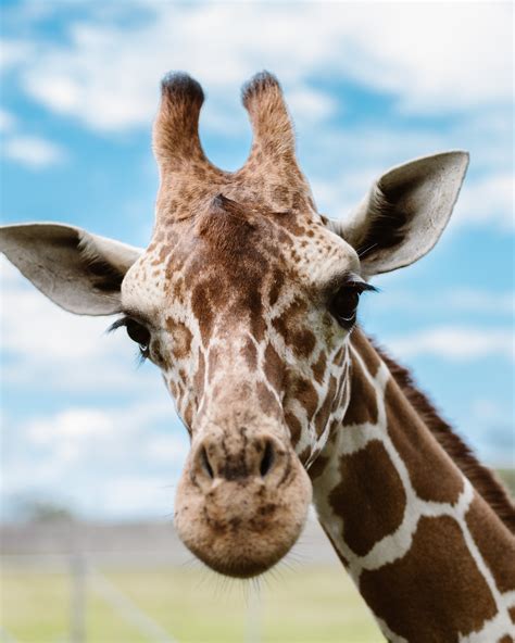 Free stock photo of giraffe