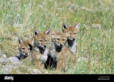 Coyote pups in Banff National Park Alberta Canada Stock Photo - Alamy