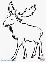 Bull Elk Coloring Pages At GetColoringscom  Free Printable Colorings sketch template