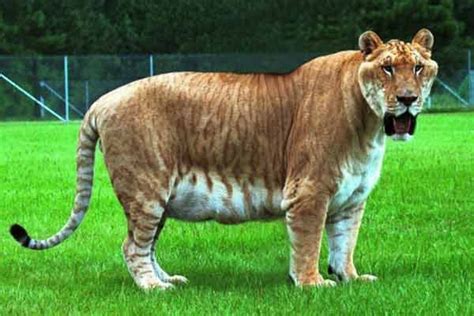 Worlds Largest Tigon