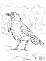 Adult Coloring Pages Crow sketch template