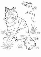 Cat Coloring Pages For Adults  Best Kids sketch template