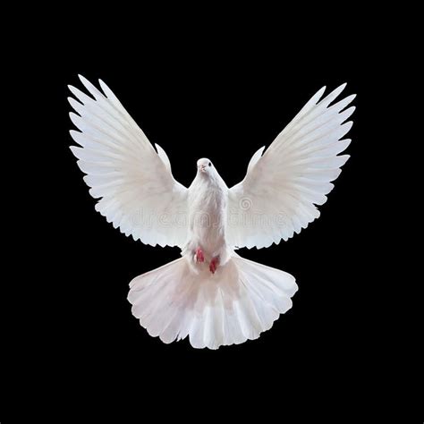 Related image | Dove pictures, White doves, Dove images