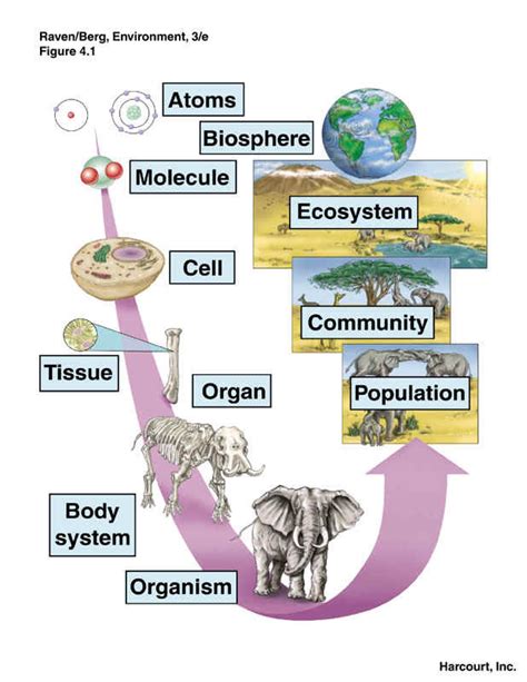 Level of Biological Organization Diagram | Quizlet