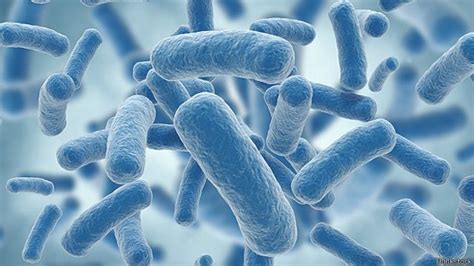 Qué es y cuánto daño hace la superbacteria hallada en Brasil - BBC News ...