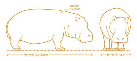 Hippopotamus (Hippopotamus amphibius) Dimensions & Drawings ...