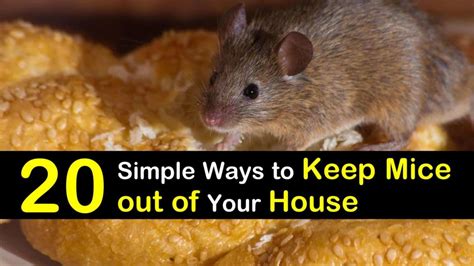 20 Simple Ways to Keep Mice Out of Your House