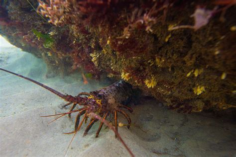 It’s not a trap: California MPAs lead to more lobster catches over time ...