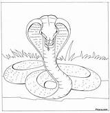 King Cobra Snake Drawings Sketch Coloring Page sketch template