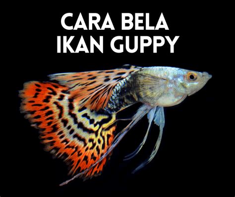 Cara Nak Penjagaan Ikan Guppy