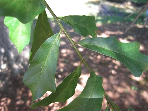 water oak leaves | mollsie | Flickr