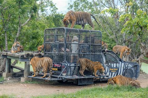 Feeding of Tiger at Safari World Open Zoo in Bangkok, Thailand Editorial Photo - Image of ...