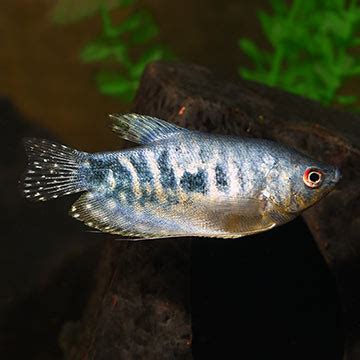 Opaline Gourami (Marbled Gourami): Freshwater Aquarium Fish