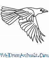 Colouring Tui Coloring Bird Birds Nz Zealand Drawing Honeyeater Pages  sketch template