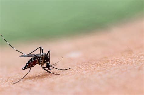 Benarkah Telur Nyamuk Aedes Bisa Bertahan Berbulan-bulan?