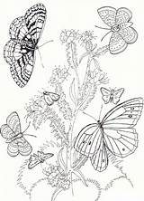 Free Printable Butterfly Coloring Pages For Kids sketch template