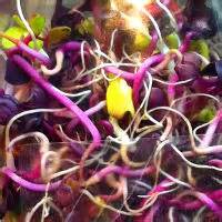 Radish Sprouts: Health Benefits and Nutrition Facts