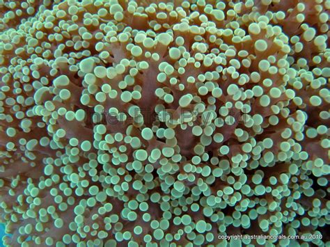 Euphyllia divisa - AUSTRALIAN CORALS