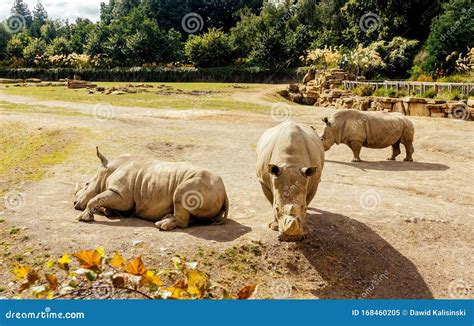 Three Large Southern White Rhinoceros in Their Habitat in Dublin Zoo Stock Image - Image of park ...