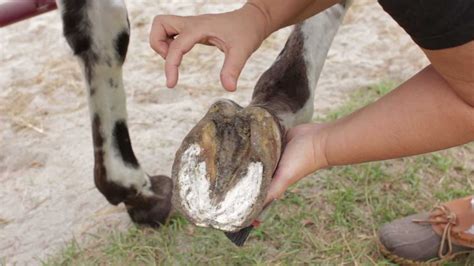 Becky's Homestead: Horse Hoof Abscess Treatment - YouTube