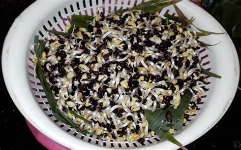 Black bean sprouts do anything? Instructions on how to make black bean ...