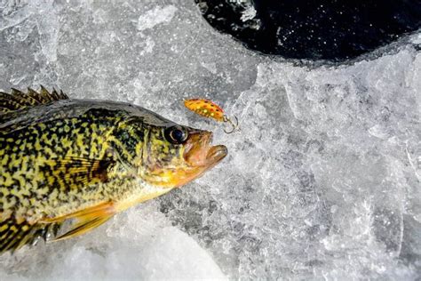 Crappie Fishing At Night In Winter - Expert Guide and Insider Tips