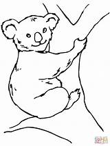Koala Bear coloring Page  Free Printable Coloring Pages sketch template