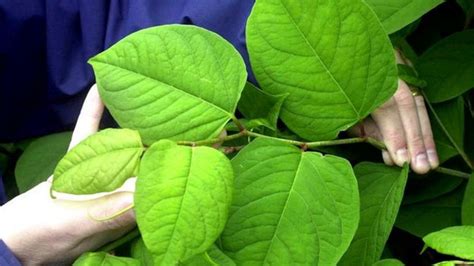 Japanese Knotweed: Asbos for failure to control invasive plants - BBC News