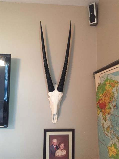 african GEMSBOK OYRX skull faux replica Taxidermy skulls Gemsbuck horns | eBay