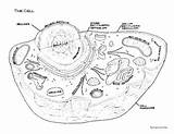Printable Human Cell Coloring Pages sketch template