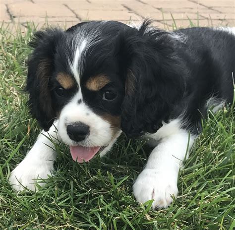 Cavalier King Charles Spaniel Puppies For Sale | Milton, PA #241262