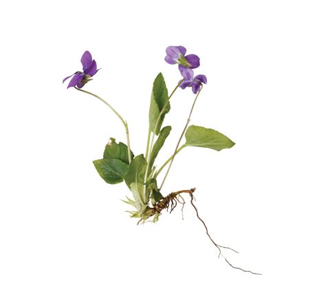 Weed avengers: Identifying wild violet | Landscape Management