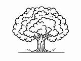 Majestic Oak Tree Coloring  Page sketch template