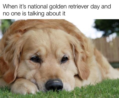 *sad golden retriever noises* : r/memes