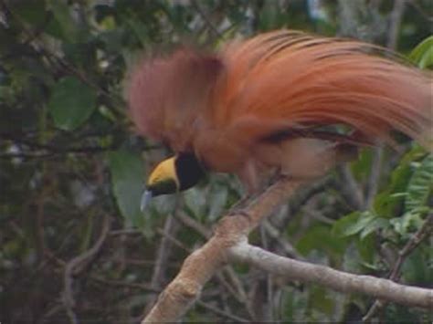 Nature of Papua New Guinea: video, popular tourist places, Satellite ...