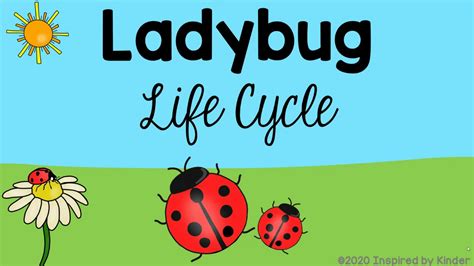 Lady Bug Life Cycle