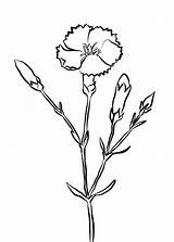 Carnation Coloring Pages  Best Coloring For Kids sketch template