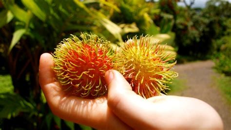 It’s Rambutan Season! - Green Living Ideas