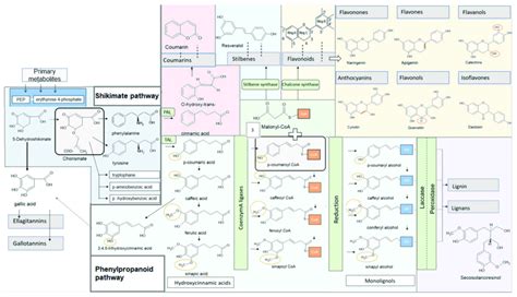 Illustration of phenylpropanoids synthesis and the synthesis of various ...