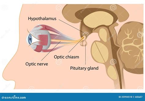 Pituitary Gland And Optic Chiasm Royalty Free Stock Photos - Image: 25994518