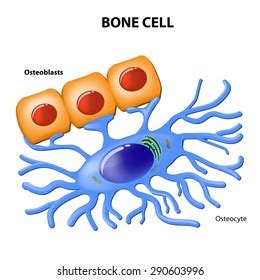 381 Osteoblast Images, Stock Photos, 3D objects, & Vectors | Shutterstock