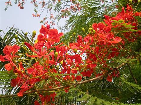 Delonix regia - Gulmohar