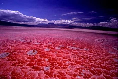 Lake Natron, The Deadly Lake in Tanzania - InspirationSeek.com