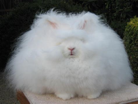 Northern California Angora Guild: English Angora Winners In Reno