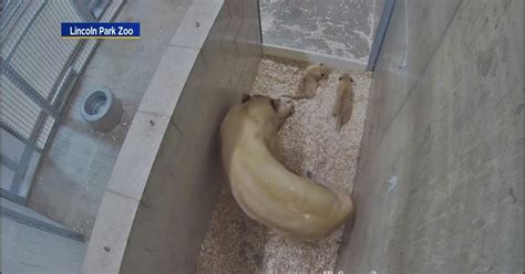 Lincoln Park Zoo provides update to 3 new lion cubs - CBS Chicago